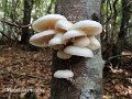 Mucidula mucida-amf490-1